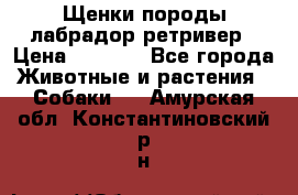 Щенки породы лабрадор ретривер › Цена ­ 8 000 - Все города Животные и растения » Собаки   . Амурская обл.,Константиновский р-н